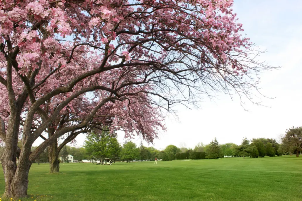 A ground shot of the BG Country Club with two overhanging trees blooming in pink.