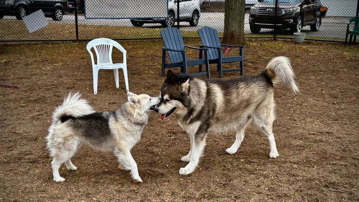 Friends of BG Dog Park